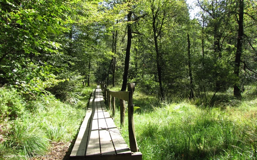 Wanderweg an der Nordhelle durch die Ebbemoore