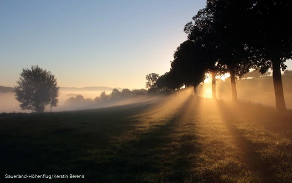 Sonnenaufgang durch Bäume im Nebel