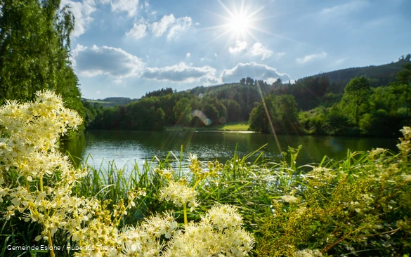 Blick auf den Esmecke Stausee im Frühling mit weißen Blüten im Vordergrund