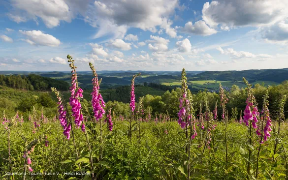 Wenholthausen Landschaft