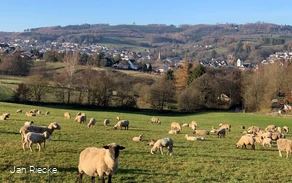 Blick vom Waldstadion