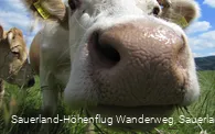 Hallo?