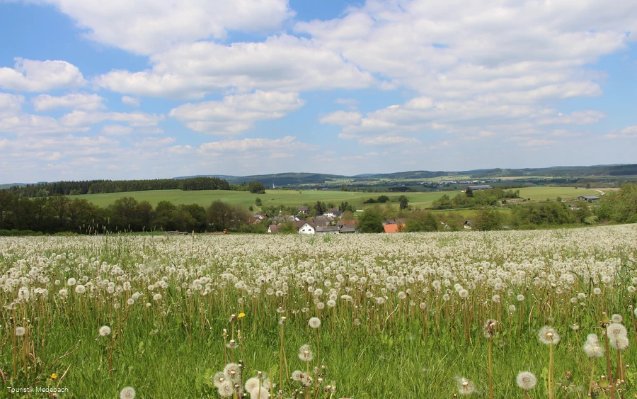 Tausende Pusteblumen - Panorama bei Berge