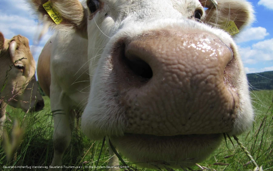 Hallo?