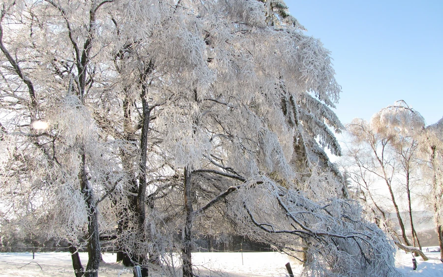 Gefrorene Bäume