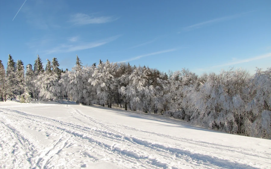 Verschneite Wälder