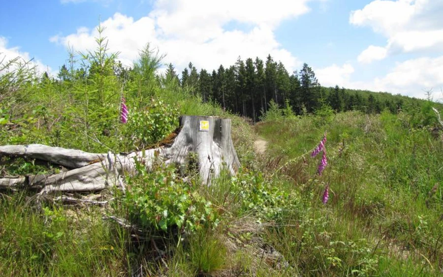 Teaserbild Strecken.jpg