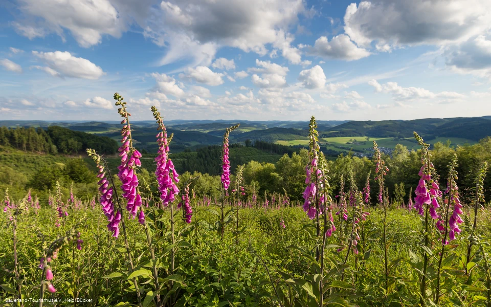 Markshöhe bei Wenholthausen