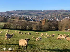 Blick vom Waldstadion