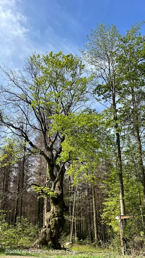 Grenzbuche Markenbaum Südhangweg