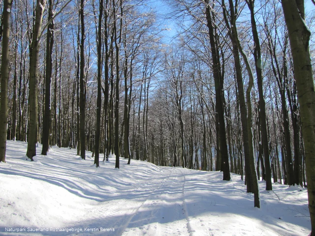 Buchenwälder im Schnee