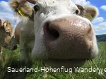 Hallo?