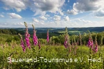 Markshöhe bei Wenholthausen
