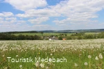 Tausende Pusteblumen - Panorama bei Berge