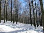 Buchenwälder im Schnee