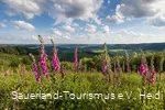 Markshöhe bei Wenholthausen