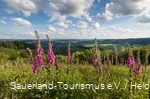 Wenholthausen Landschaft